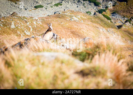 Chamois liegt auf einem Felsen über dem Tal Stockfoto