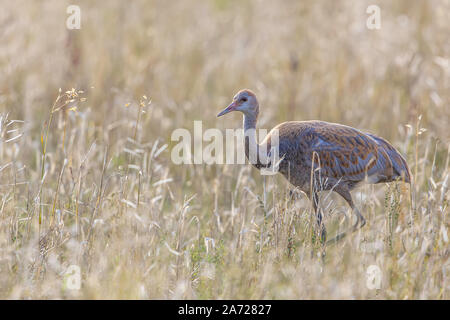 Juvenile Sandhill Crane in einem Gerstenfeld Stockfoto