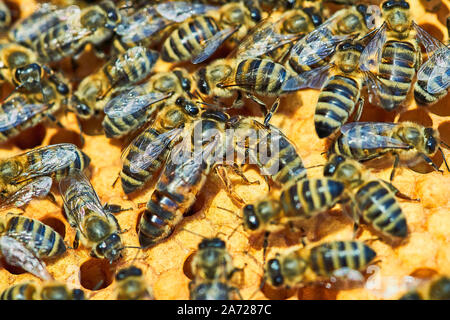 Makro Foto von einem Bienenstock auf einer Wabe mit Copyspace. Bienen produzieren frische, gesunde, Honig. KÖNIGIN-BIENE. Imkerei Konzept Stockfoto