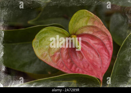 Anthurium Stockfoto