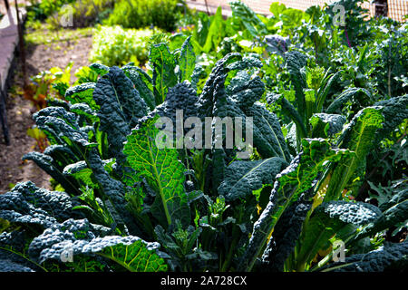 Getreide der Toskanischen Kale, Brassica oleracea, Wachsende im Sonnenlicht. Stockfoto
