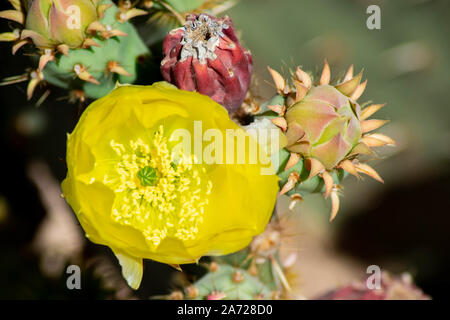 Feigenkaktus, Opuntia, gelbe Blume Blüte und Knospen mit Obst - Verschiedene Stufen der Blühenden Stockfoto