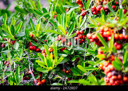 Rote Beeren auf Dahoon Holly, Ilex Cassine, mit grünen Blättern im Sonnenlicht Stockfoto