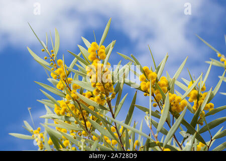 Akazie mit gelben Blumen, rund und weich Stockfoto