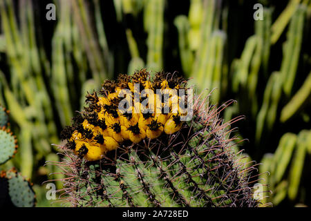 Gelbe Angelhaken Barrel Kaktus, Ferocactus wislizeni, im Sonnenlicht mit Kakteen hinter Stockfoto