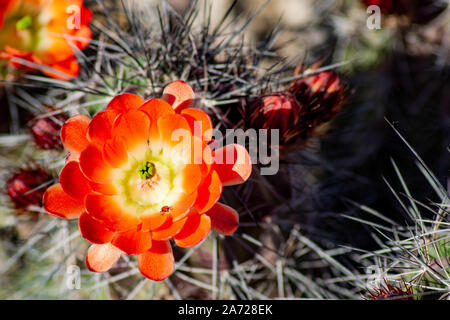 Orange Claret Cup Cactus Flower (Echinocereus triglochidiatus) mit Insekt auf Blütenblätter - Wüste Garten Stockfoto