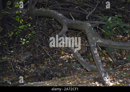 Oak Tree Branch Stockfoto