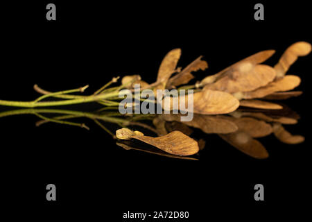 Menge ganze braune winged achene Samara auf schwarzem Glas isoliert Stockfoto