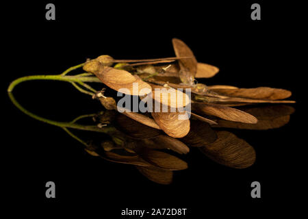 Menge ganze braune winged achene Samara auf schwarzem Glas isoliert Stockfoto