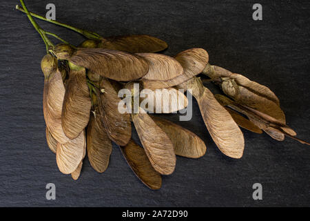 Menge ganze braune winged achene Samara flatlay am grauen Stein Stockfoto