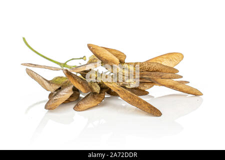 Menge ganze braune winged achene Samara auf weißem Hintergrund Stockfoto