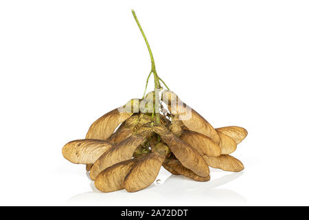 Menge ganze braune winged achene Samara auf weißem Hintergrund Stockfoto
