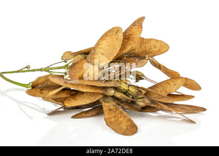 Menge ganze braune winged achene Samara auf weißem Hintergrund Stockfoto