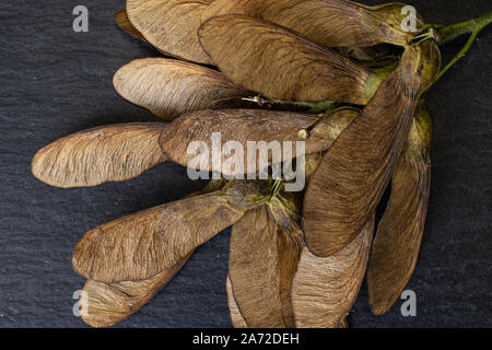 Menge ganze braune winged achene Samara flatlay am grauen Stein Stockfoto