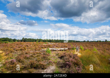 Einen umgestürzten Baumstamm mit Heidekraut- und Heideflächen am kleinen Teich in der Nähe von Frensham Farnham, Hampshire, South East England unter einem stürmischen Himmel Stockfoto