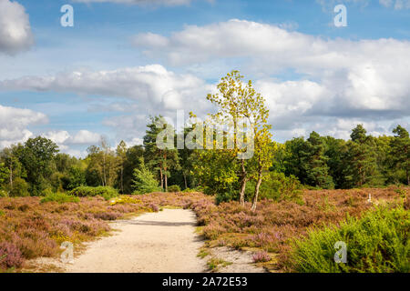 Sandy Fußweg in Frensham kleinen Teich mit Heidekraut und Ginster Büsche, ein beliebter Aussichtspunkt, von wo aus die Wanderer in der Nähe von Farnham, Surrey, South East England Stockfoto