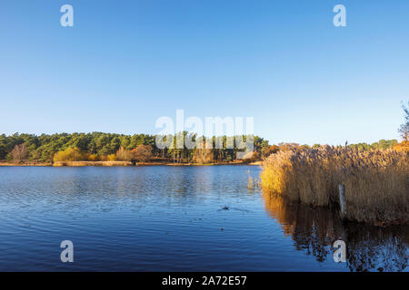 Anzeigen von Frensham kleiner Teich, einem beliebten Aussichtspunkt für Wanderer in der Nähe von Farnham, Surrey, South East England, im Spätherbst an einem sonnigen Tag Stockfoto