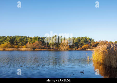 Anzeigen von Frensham kleiner Teich, einem beliebten Aussichtspunkt für Wanderer in der Nähe von Farnham, Surrey, South East England, im Spätherbst an einem sonnigen Tag Stockfoto