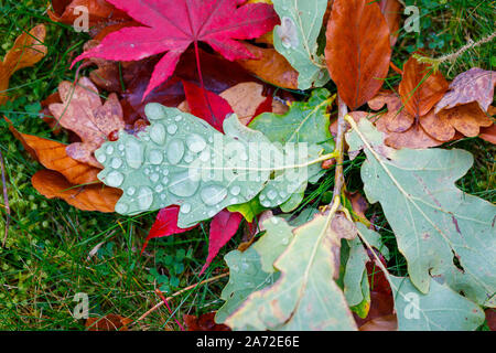 Ein gebrochener Zweig von einer Eiche (Quercus robur) mit grünen Blättern und Wassertropfen liegt zwischen Braun und Rot gefallen Ahorn und Eiche Blätter auf Gras Stockfoto