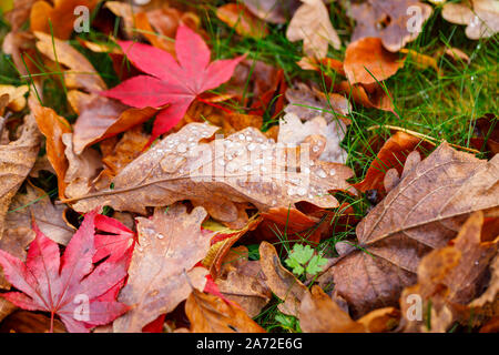 Ein Blatt von einem englischen Eiche (Quercus robur) mit Wassertropfen liegt unter einer Mischung aus gefallene Eiche und Ahorn Blätter auf Gras im Herbst Stockfoto