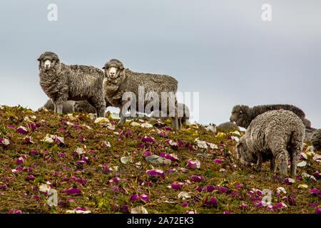 South Island Schafe, die ein Fest auf dem Lake Pukaki Landschaft Stockfoto