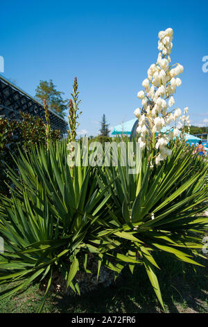 Kleine blühende Palm Tree-Blue Agave mit einem riesigen Fackel der Weißen, großen Blüten gegen einen klaren blauen Himmel. Stockfoto