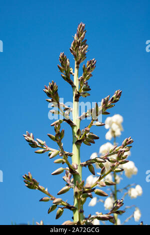 Kleine blühende Palm Tree-Knospen und Blüten der blauen Agave gegen einen klaren blauen Himmel. Stockfoto