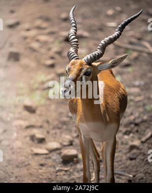 Nahaufnahme des Indischen gazelle Wandern im Grasland Stockfoto
