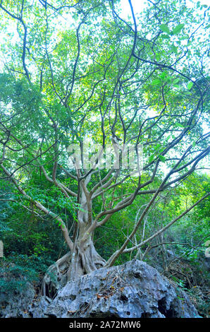 Ein Banyan Baum über einen Felsen in Nang Phan Thurat Forest Park Cha Am Thailand Stockfoto