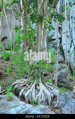 Ein Banyan Tree in Nang Phan Thurat Forest Park wächst über einen Felsen Stockfoto