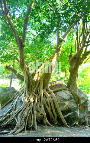 Die Wurzeln eines Banyan Baum über die Felsen in Nang Phan Thurat Forest Park Cha Am Thailand Stockfoto