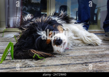 Bitte liebt mich! Ein kleiner Cavalier King Charles Spaniel Hund bittet um Aufmerksamkeit. Stockfoto