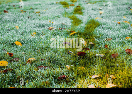 Fußabdrücke auf nassem Gras an einem schönen Herbstmorgen. Ein Weg durch ein Mann durch eine taufrische Wiese mit Blättern. Bad Muskau, Sachsen, Deutschland. Stockfoto