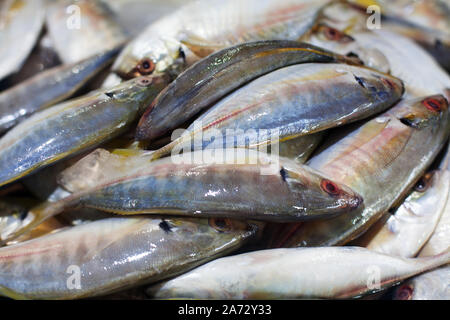 Yellowtail japanische Gelbschwanzmakrelen, Kingfish, seriola quinqueradiata, Jack Fisch, Makrele, yellowstripe Großaugenthun Stöcker, hamachi, Thunfisch closeup Frische rohe Fische Stockfoto