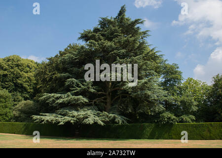 Atlas Zeder immergrüne Nadelbaum Baum (Cedrus Atlantica) in einem Park in ländlichen Devon, England, Großbritannien Stockfoto