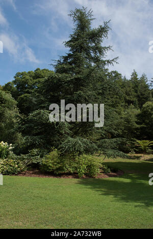 Atlas Zeder immergrüne Nadelbaum Baum (Cedrus Atlantica) in einem Park in ländlichen Devon, England, Großbritannien Stockfoto