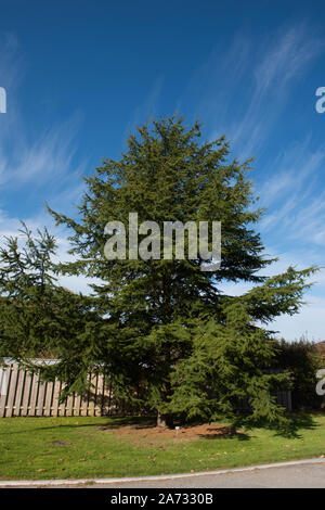 Atlas Zeder immergrüne Nadelbaum Baum (Cedrus Atlantica) in einem Park in ländlichen Devon, England, Großbritannien Stockfoto