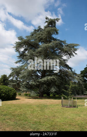 Atlas Zeder immergrüne Nadelbaum Baum (Cedrus Atlantica) in einem Park in ländlichen Devon, England, Großbritannien Stockfoto