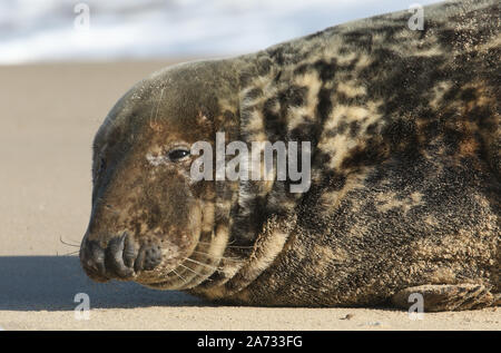 Ein Kopf eines Kegelrobbe Halichoerus grypus, Entspannen am Strand. Stockfoto