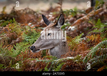 Eine weibliche Rehe oder Hind im Richmond Park, wo über 600 Rehe frei herumlaufen. London, Großbritannien. Stockfoto