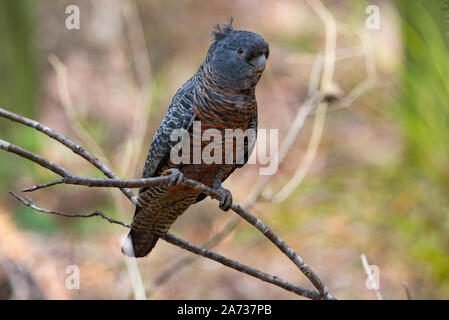 Schleifring Schleifring Kakadu, Callocephalon fimbriatum, Wingello, NSW, Australien. Stockfoto