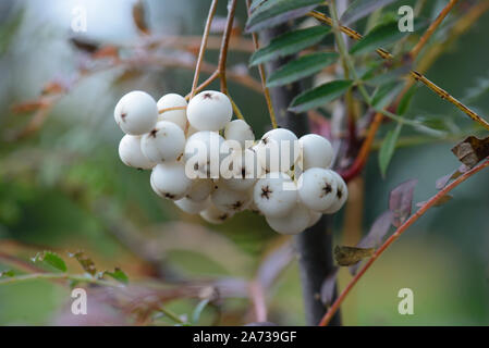 Sorbus cashmiriana Stockfoto