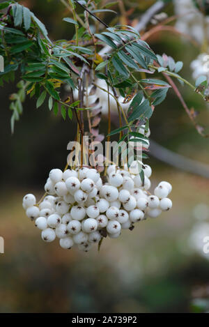 Sorbus cashmiriana Stockfoto