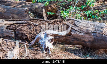 Afrikanische Büffel Schädel und Hörner von der Sonne gebleicht weiß isoliert gegen einen umgestürzten Baumstamm Bild im Querformat Stockfoto