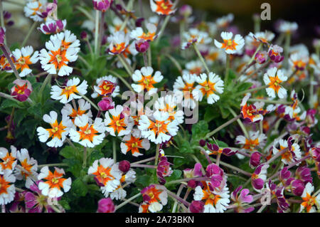 Kleine weiße Blüten mit Orange Centers Zaluzianskya ovata 'Orange Eye" in der alpinen Haus an RHS Garden Harlow Carr, Harrogate, Yorkshire gewachsen. Stockfoto