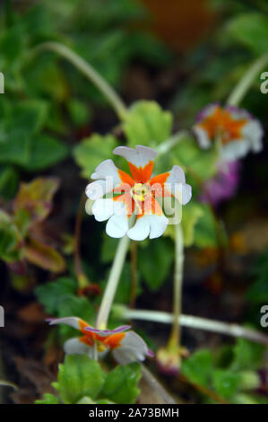 Kleine weiße Blüten mit Orange Centers Zaluzianskya ovata 'Orange Eye" in der alpinen Haus an RHS Garden Harlow Carr, Harrogate, Yorkshire gewachsen. Stockfoto