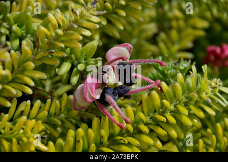 Grevillea lanigera' nieder" (Woolly Grevillea) Bush in der Alpine House an RHS Garden Harlow Carr, Harrogate, Yorkshire gewachsen. England, VEREINIGTES KÖNIGREICH, Stockfoto