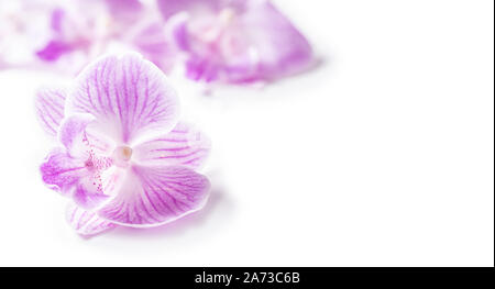 Violett Orchidee Kopf auf weißem Hintergrund Stockfoto