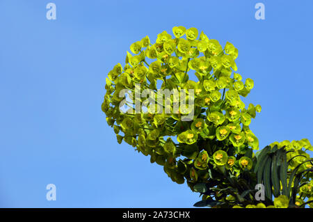 Euphorbia myrsinites - Wolfsmilch, (myrtle) Blumen in den Grenzen an RHS Garden Harlow Carr, Harrogate, Yorkshire gewachsen. England, Großbritannien Stockfoto