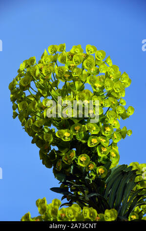 Euphorbia myrsinites - Wolfsmilch, (myrtle) Blumen in den Grenzen an RHS Garden Harlow Carr, Harrogate, Yorkshire gewachsen. England, Großbritannien Stockfoto